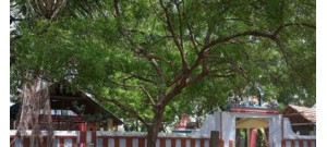 பழையனூர்